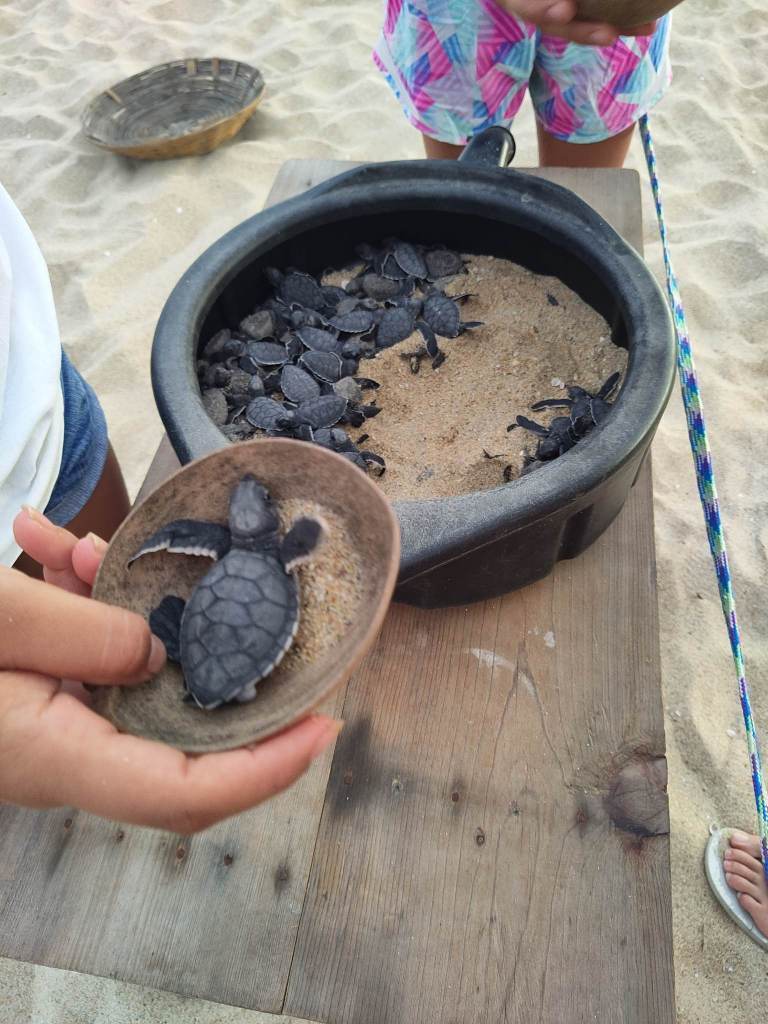 Baby sea turtles in the sand