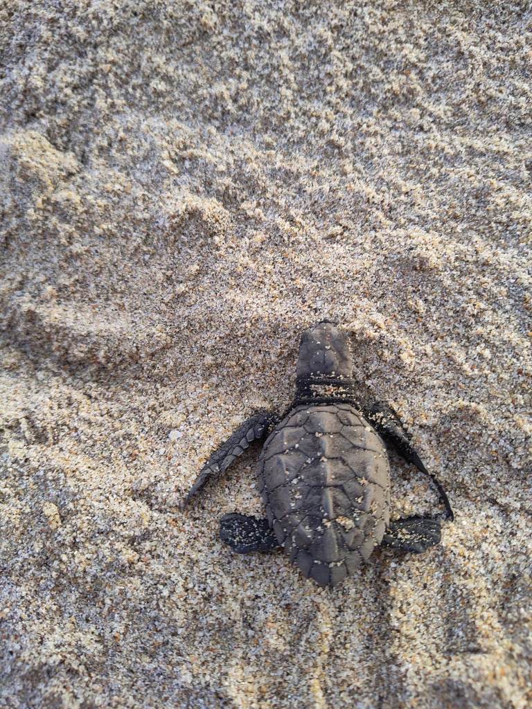 Baby sea turtle on the sand