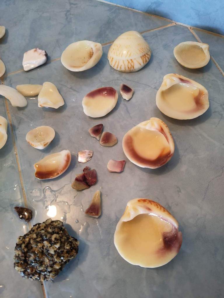 Shells from Huatulco Beaches