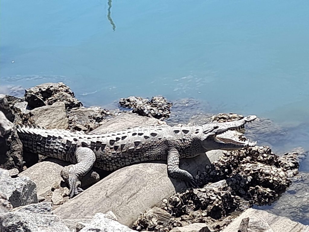 Crocodile in the water in Mexico